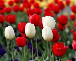 Tulipan mix rød/hvid 40 løg